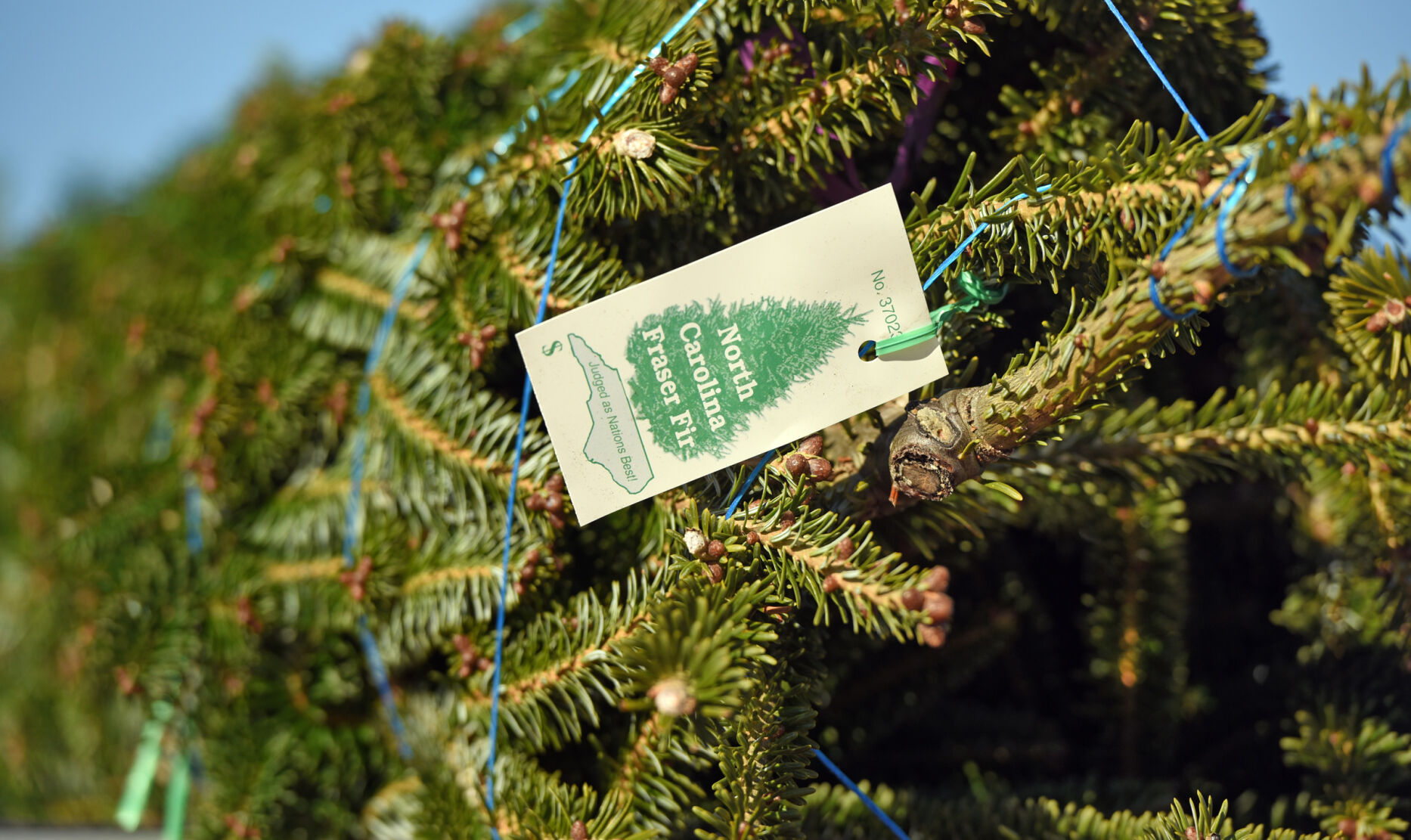 Choose and cut Christmas trees